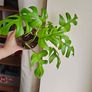 Rhaphidophora Tetrasperma (Mini Monstera) Plant Image 4