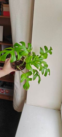 Rhaphidophora Tetrasperma (Mini Monstera) Plant