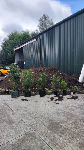 Quality Portuguese Laurel in sizes from 3 euro
