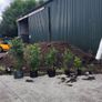 Quality Portuguese Laurel in sizes from 3 euro Image 2