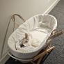Baby moses Image 2