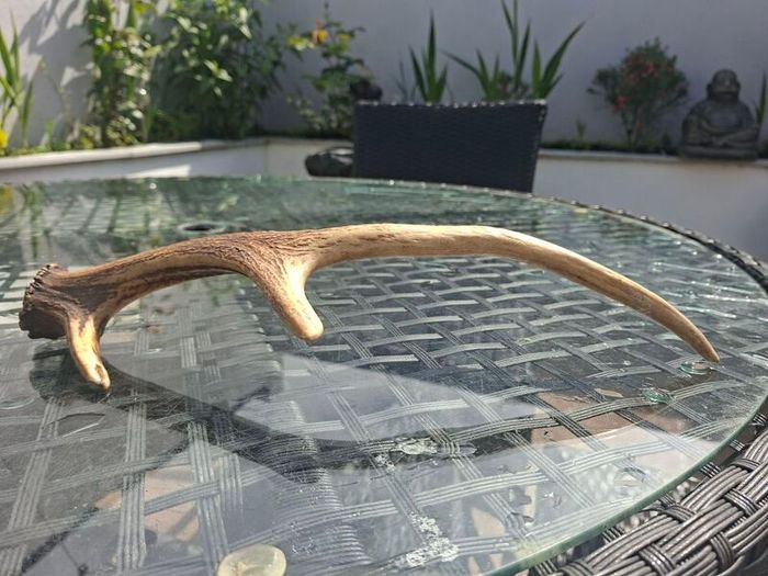 Wild Irish Red Deer Antler