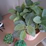 Artificial plants Image 3