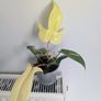 Philodendron Florida Ghost Plant Image 3