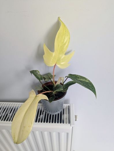 Philodendron Florida Ghost Plant
