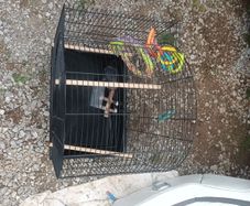 birdcage