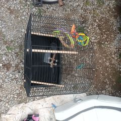 birdcage