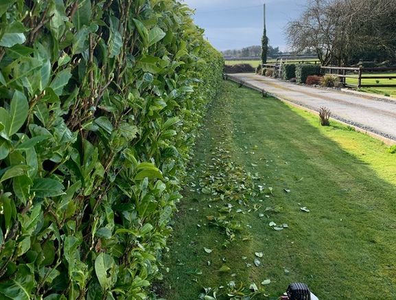 Garden Maintenance