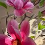 New 135cm high faux magnolia tree with 100cm span and faux moss Image 10