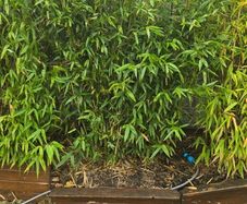 Bamboo for Sale