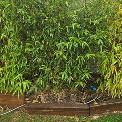 Bamboo for Sale