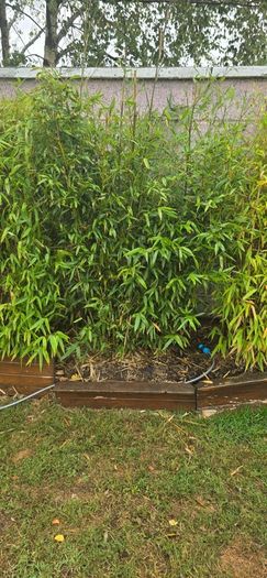 Bamboo for Sale