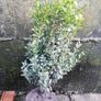 Box Hedging Image 3
