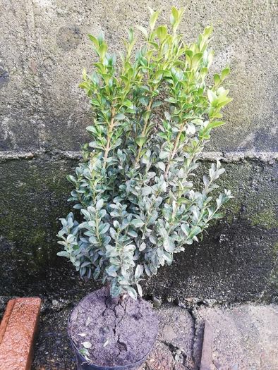 Box Hedging