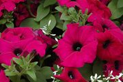 (P) Petunia Silvija H seeds 15s (415953)