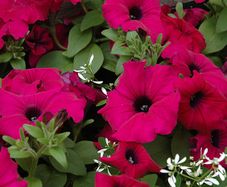 (P) Petunia Silvija H seeds 15s (415953)