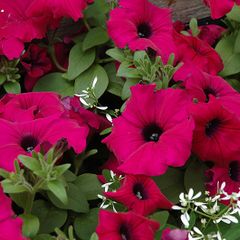 (P) Petunia Silvija H seeds 15s (415953)