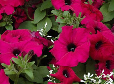 (P) Petunia Silvija H seeds 15s (415953)