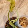 Philodendron Whipple Way mint Image 6