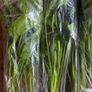 Aquarium Plants Echinodorus Gigant 80-120 cm Image 7