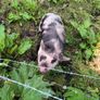 Kune Kune Sows Image 8