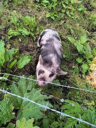 Kune Kune Sows