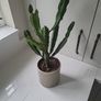 Euphorbia planter Image 3