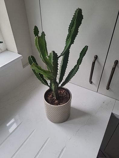 Euphorbia planter