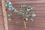 Eucalyptus gunnii Blue Ice (Cider Gum)