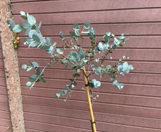 Eucalyptus gunnii Blue Ice (Cider Gum)