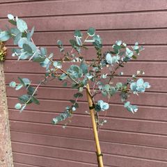 Eucalyptus gunnii Blue Ice (Cider Gum)