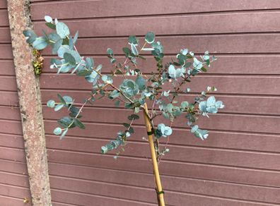 Eucalyptus gunnii Blue Ice (Cider Gum)