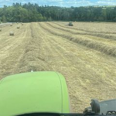 Hay for sale