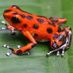 venomousfrog