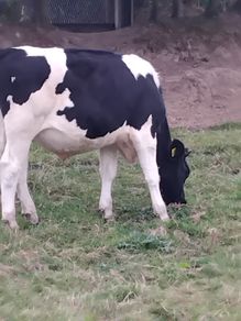 cattle for sale 1125