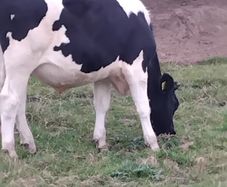 cattle for sale 1125