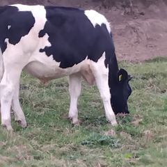 cattle for sale 1125