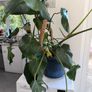 Swiss Cheese Plant Image 2
