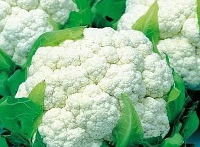 (C) Cauliflower Erfurt seeds 1.5g (123513)