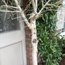Extra large approx 200cm x 110cm fruit bearing very established olive tree no pot Image 2