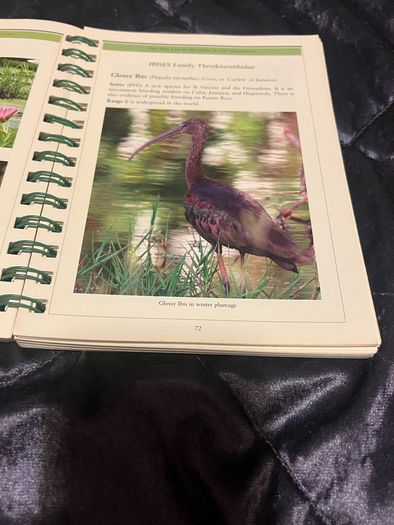 The Bird-Life in Mustique in The Grenadines Michael Pace and Rob Speirs