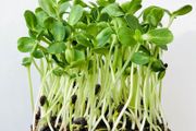 (M) Sunflower seeds 20g Sprouts and Microgreens (125135)