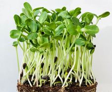 (M) Sunflower seeds 20g Sprouts and Microgreens (125135)
