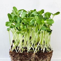 (M) Sunflower seeds 20g Sprouts and Microgreens (125135)