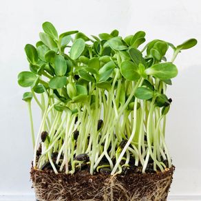 (M) Sunflower seeds 20g Sprouts and Microgreens (125135)
