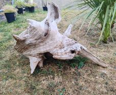 driftwood