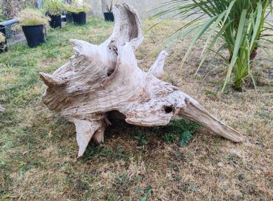 driftwood