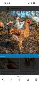 Hen dung