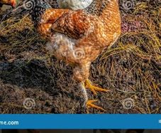 Hen dung