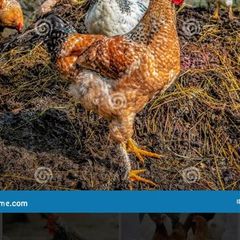 Hen dung